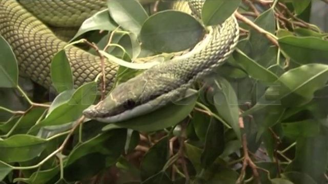 RETESOLE TG LAZIO "Zanne, corazze e veleni": la mostra al Museo Civico di Zoologia смотреть онлайн