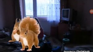 белок ты менял