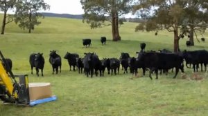Cattle Supplement - 500 kg molasses mineral block.wmv