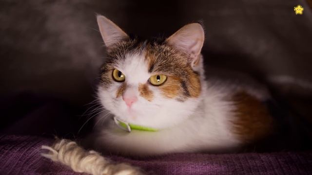 Звуки животных Корова Лошадь Домашние животные для детей Как говорят животные смотреть онлайн