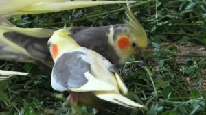 Попугаи кореллы