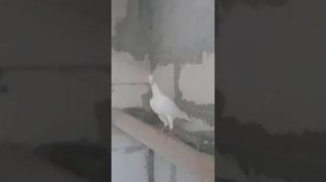 Голуби немецкие выставочные