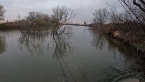 ЭТО ПРОСТО ЧТОТО НЕТ РЕАЛЬНОЕ, ГИГАНТСКАЯ ГУСТЕРА КАК ЛЕЩИ, СОМЫ, НА ОБЫЧНУЮ ДОНКУ!!! ЛАЙК С ТЕБЯ!