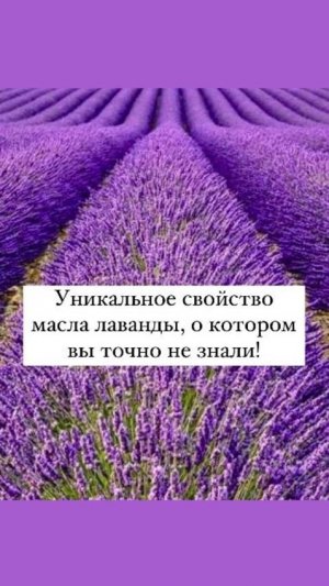 Уникальное свойство масла лаванды, о котором вы точно не знали!