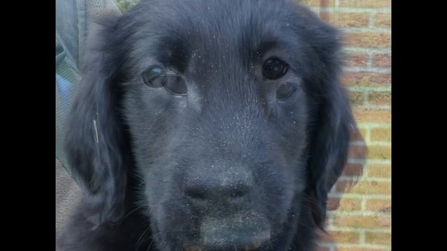 Pups van Coco en Lui, 7,5 week oud. смотреть онлайн