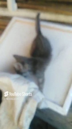 Котёнок #shorts