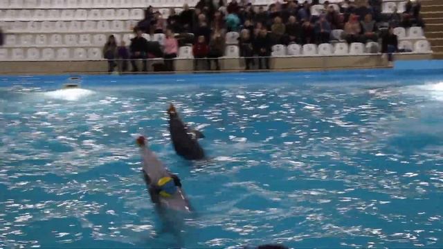 Дельфинарий НЕМО Харьков 3 смотреть онлайн