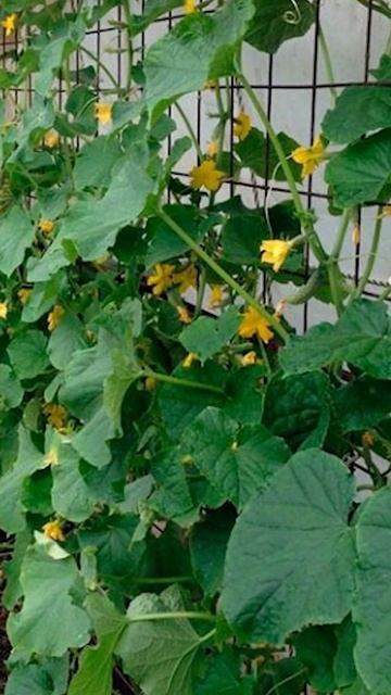 Стрижка для огурца  Выращиваю огурцы только так  Лучший способ выращивания огурцов