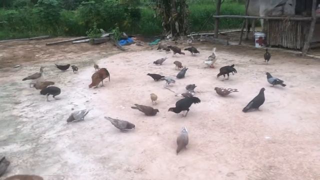 Animal family-Cow duck Geese Dove Pigeon chicken dog #01 смотреть онлайн