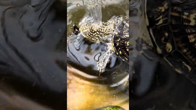 Вкусная муха 🪰 смотреть онлайн