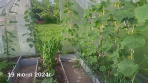 20 соток/ огородная нарезка видео за сезон 2024г