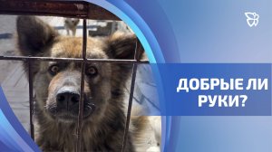 Приют «Добрые руки» снова оказался в центре скандала