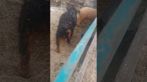 Кужрявые инвестиций