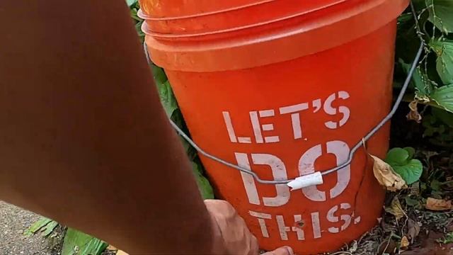 My Urban garden Growing vegetables in the city смотреть онлайн