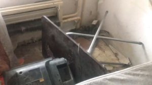 Варан сальватор / полосатый варан