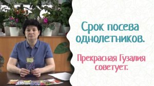Прекрасные однолетники— посев в начале марта! Фитоспорин всегда защитит красоту! Прекрасная Гузалия