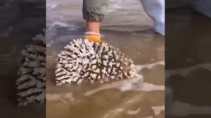 Добыча коралла