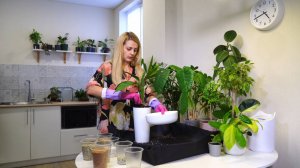 Как правильно пересаживать растения?