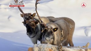 Завтра! День оленевода в столице Югры