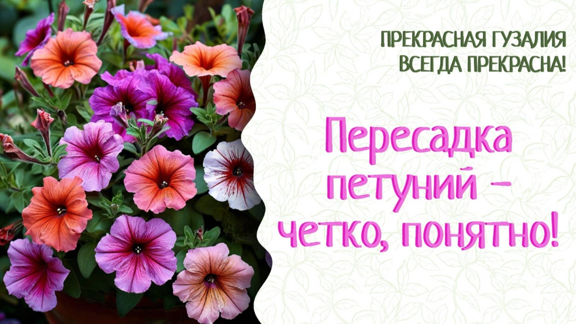 Петунии через месяц после всходов пересаживаем. Фитоспорин, Кормилица Микориза... Все секреты!