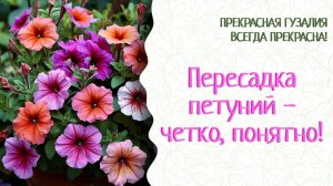 Петунии через месяц после всходов пересаживаем. Фитоспорин, Кормилица Микориза... Все секреты!