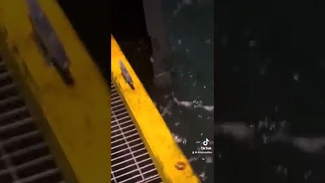 Hooked Onto A Seven Gill Shark смотреть онлайн