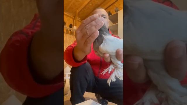 Узбекские голуби Рустам Москва Pigeons الحمام Tauben کبوتر kaʙūtar güvercinler porumbei 2/05/24 смотреть онлайн