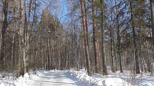 Последние дни февраля в лесу. Скоро весна.