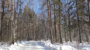 Последние дни февраля в лесу. Скоро весна.