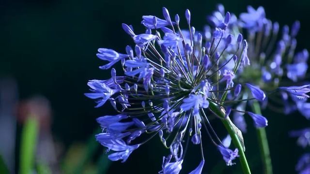 Копия видео "цветы" смотреть онлайн