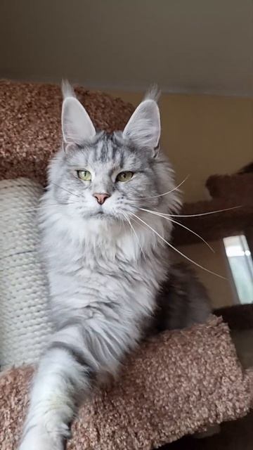 кошка мейн кун из питомника Страна Гулливеров, gulliver-coon.ru