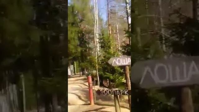 Изумрудное озеро в Токсовском лесопарке. 28.04.2019.