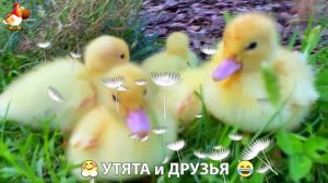 Утята с друзьями – мир нежных эмоций 🤗 эпизод (33)