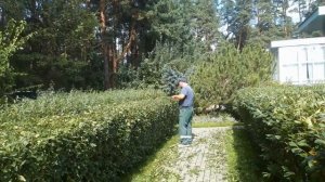 Стрижка растений
