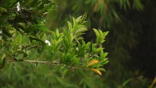 Rain Waltz смотреть онлайн