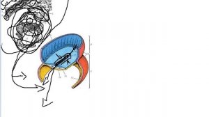 Гаструляция 2-ая фаза
