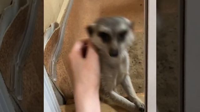 Сурикат Сёма балдеет смотреть онлайн