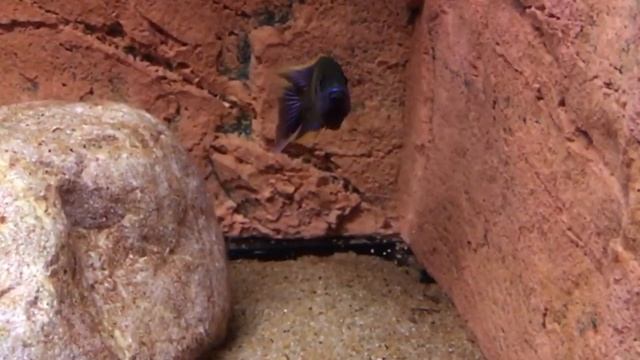 Aulonocara sp. Lwanda Hai reef "red top" dominant male constracting territory - PISCES смотреть онлайн