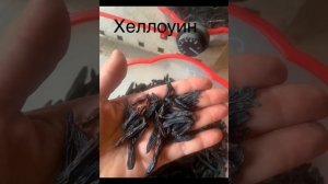 #ВиноградникЕлисеевых      Бессемянные сорта винограда