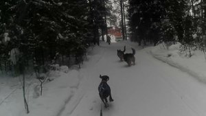 Тренировка С ПУЛЕЙ! НА НАС НАПАЛИ СОБАКИ!? 🤔