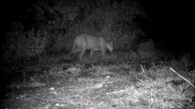 Sierra Gorda | Cougar, Roadrunner, Weasel, Skunk, Owl, Deer, Bobcat, Gray Fox, Ringtail | Mexico смотреть онлайн