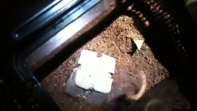 juvenile brachypelma emilia hunting смотреть онлайн