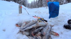 рыбалка.хариус клюёт в мороз как из пулемёта.таежная красота радует