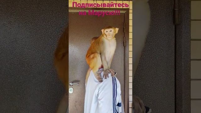 Обезьянка Маруся и Наташа смотреть онлайн