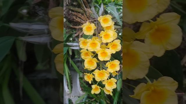 กล้วยไม้..เอื้องผึ้ง (Dendrobium lindleyi) смотреть онлайн