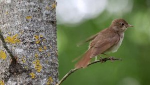 Соловей тревожится. Luscinia luscinia. Птицы Беларуси.