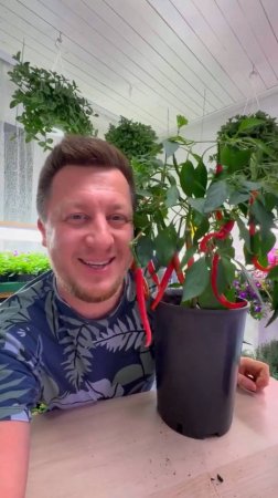Как я чуть не угробил перец! Спас его за 9 дней! #растения #перец