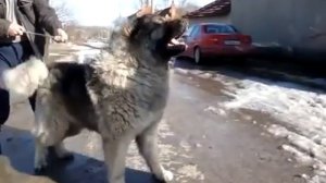 кавказка овчарка,caucasian ovcharka,кавказкая овчарка