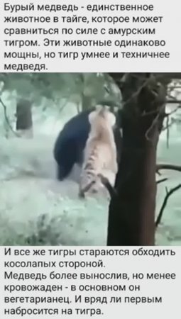 Кто сильнее Медведь или Тигр