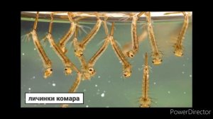 КТО ЖЕ ТАКОЙ СУДАК, ГДЕ И КАК ИСКАТЬ ЭТУ РЫБУ!